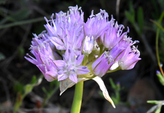 Allium lemmonii