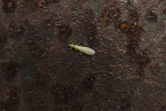 Alloperlini