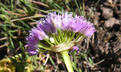 Allium lemmonii