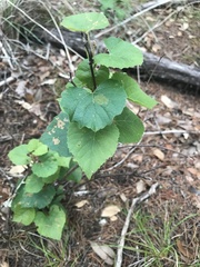 Vitis monticola