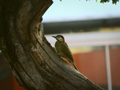 Colaptes melanochloros