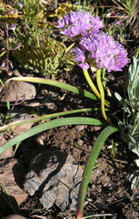 Allium lemmonii