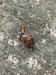 Megaustenia imperator imperator