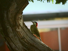 Colaptes melanochloros