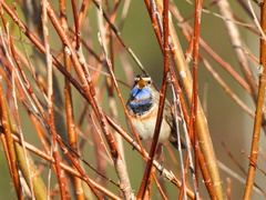 Luscinia svecica