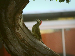 Colaptes melanochloros