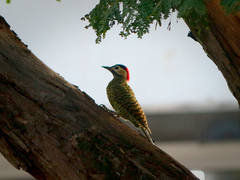 Colaptes melanochloros