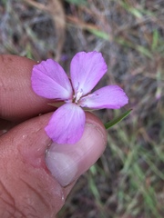 Clarkia lassenensis
