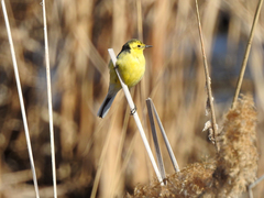 Motacilla citreola