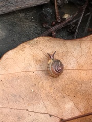 Kaliella depressa