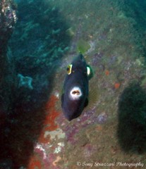 Eubalichthys bucephalus