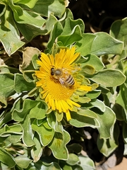 Apis mellifera