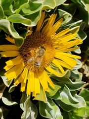 Apis mellifera