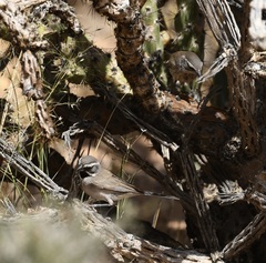 Amphispiza bilineata