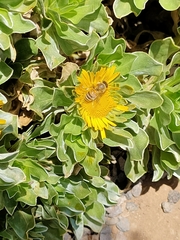 Apis mellifera