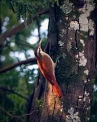 Lepidocolaptes angustirostris