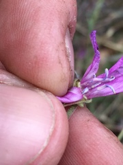 Clarkia lassenensis