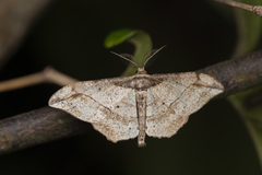 Hyposidra infixaria