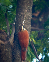 Lepidocolaptes angustirostris