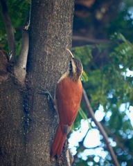 Lepidocolaptes angustirostris