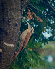 Lepidocolaptes angustirostris
