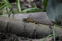 Stenocercus ornatissimus