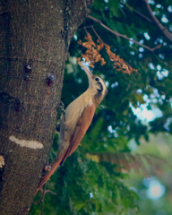 Lepidocolaptes angustirostris