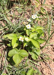 Fragaria vesca