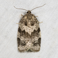 Choristoneura conflictana