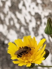 Halictus fulvipes