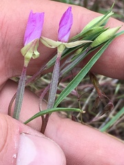 Clarkia lassenensis