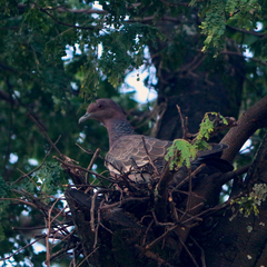 Patagioenas picazuro