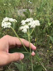 Parthenium hispidum