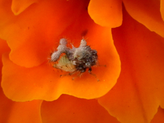 Cyphonia clavigera