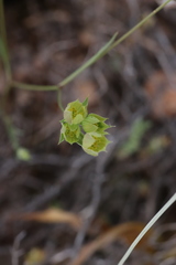 Bupleurum baldense