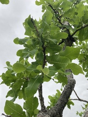 Curatella americana