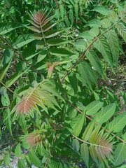 Ailanthus altissima