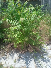 Ailanthus altissima