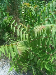 Ailanthus altissima