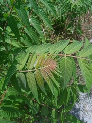 Ailanthus altissima
