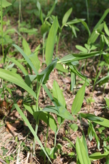 Polygonatum odoratum