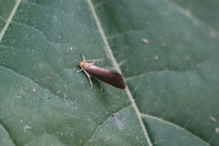 Crassa tinctella