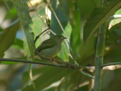 Machaeropterus pyrocephalus