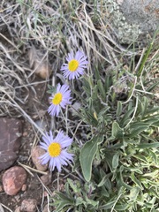 Erigeron vetensis
