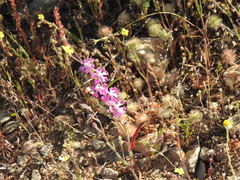 Silene