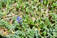 Polygala alpestris