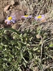 Erigeron vetensis