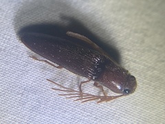 Dicrepidius palmatus