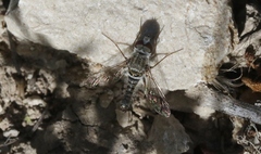 Aphoebantus