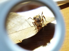 Acromyrmex coronatus